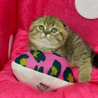 ملوسک های خوشگل|گربه|همدان, |دیوار