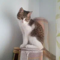 واگذاری گربه