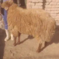 فروش قوچ هترو|حیوانات مزرعه|اسفراین, |دیوار