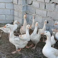 قوغاز سفید و آفریقایی|حیوانات مزرعه|گنبد کاووس, |دیوار