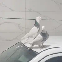 کبوترطوقی الماسی|پرنده|بستان آباد, |دیوار