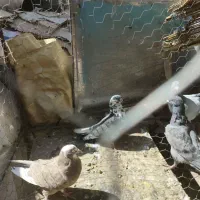 فروش کبوتر  زهک|پرنده|زهک, |دیوار