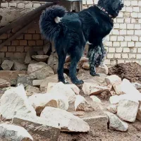 فروشی|سگ|گلپایگان, |دیوار