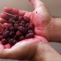 خونه باغ/سهمیه آب/بنا/دورتادور فنس