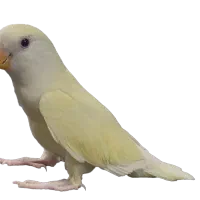 طو طی برزیلی