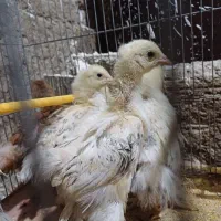 جوجه مرغ خروس بلدرچین