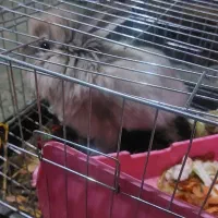 خرگوش لپ|موش و خرگوش|بیرجند, |دیوار