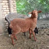 بره نر همو رومانف