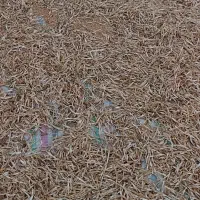 لوبیا آشی (ریزه)