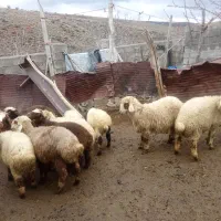 بره گرایی برای داشت وکشتن چاق