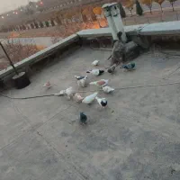 کفتر|پرنده|مشهد, کاظم آباد|دیوار