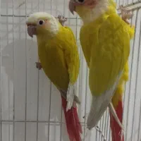 گرینچیک  سانچیک جوانه