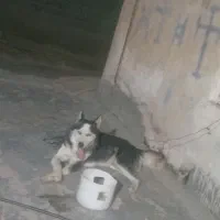 سگ هاسکی