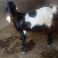 تیشتر بز داشتی|حیوانات مزرعه|سعدآباد, |دیوار