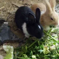 خرگوش بازی گوش وبدون مریض ومنیاتوری ونروماد|موش و خرگوش|مریوان, |دیوار