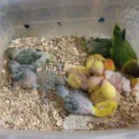 طوطی برزیلی سرلاکی