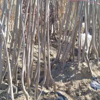 جشنواره فروش با تخفیف نهال و درخت میوه و گردو