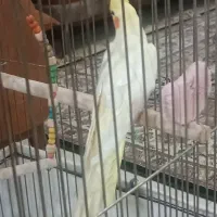 عروس هلندی زیبا و سالم