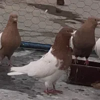 کبوتر|پرنده|تبریز, |دیوار