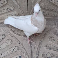 کبوتر طوقی