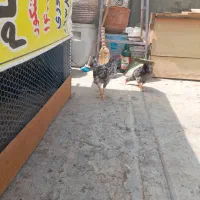 جوجه نیمچه امروک