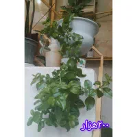 انواع گل،گل دلبر،شمعدانی،قاشقی،عروس وناز|گل و گیاه طبیعی|هشتگرد, تهران دشت|دیوار