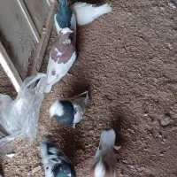 کبوتر|پرنده|سپیدان, |دیوار