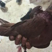 نر صرب|پرنده|مسجد سلیمان, |دیوار