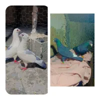 کفتر یا کبوتر