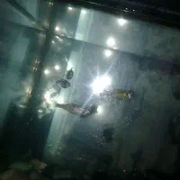 ماهی گپی ،مولی و زبرا|ماهی|دامغان, |دیوار