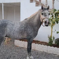 اسب کورد شجره داره
