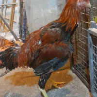 خروس لاری ۵ماه