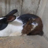 خرگوش