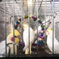 عروس هلندی مولد