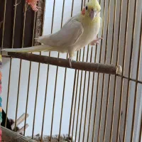 یک جفت عروس هلندی نروماده تخم گذار