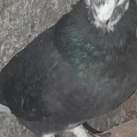 یک جفت ژاده سیاه تهرانی یک میلیون پانصدهزارتومان
