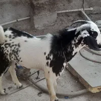 چند تا نری