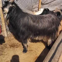 پازن بزری جوان|حیوانات مزرعه|شیراز, حومه شیراز|دیوار