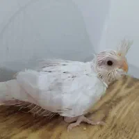 جوجه عروس هلندی آلبینو ، چشم شرابی