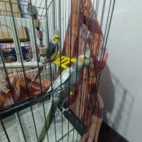 یک عروس نر سخنگو دستی|پرنده|محمدشهر, جعفرآباد|دیوار