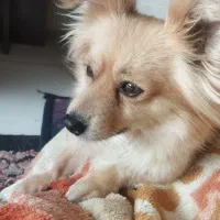 پامرانین ماده گمشده