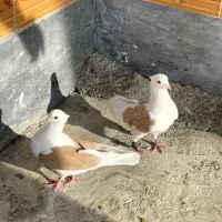 دوکت زرد|پرنده|اهواز, کیانپارس |دیوار