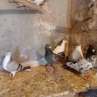 کفتر|پرنده|مشهد, شهرک امام هادی (شهرک غرب)|دیوار