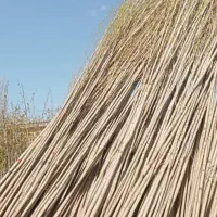 نهال صنوبر مناسب طرح های ملی|خدمات باغبانی و درختکاری|آبگرم, |دیوار