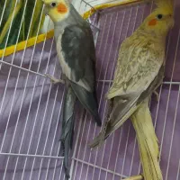 عروس هلندی