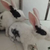 خرگوش اهلی پاکستانی نیس