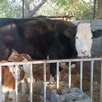 گاو با گوساله سمینتال نر و تلیسه 4ماه ابستن|حیوانات مزرعه|قائم‌شهر, |دیوار