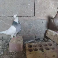کبوتر رنگی