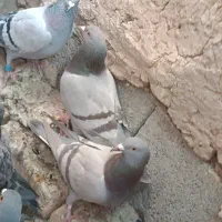 سوسنی کبوتر پلاکی|پرنده|سیدان, |دیوار