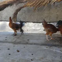 مرغ و خروس محلی جوان|حیوانات مزرعه|شیراز, وزیرآباد|دیوار